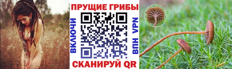 хочу   Няндома  Псилоцибиновые грибы мицелий 